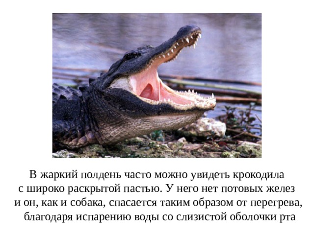 В жаркий полдень часто можно увидеть крокодила с широко раскрытой пастью. У него нет потовых желез и он, как и собака, спасается таким образом от перегрева,  благодаря испарению воды со слизистой оболочки рта 