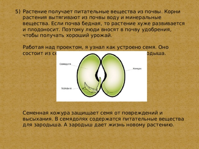 Растение получает питательные вещества из почвы. Корни растения вытягивают из почвы воду и минеральные вещества. Если почва бедная, то растение хуже развивается и плодоносит. Поэтому люди вносят в почву удобрения, чтобы получать хороший урожай.  Работая над проектом, я узнал как устроено семя. Оно состоит из семенной кожуры, семядолей и зародыша.  Семенная кожура защищает семя от повреждений и высыхания. В семядолях содержатся питательные вещества для зародыша. А зародыш дает жизнь новому растению. 