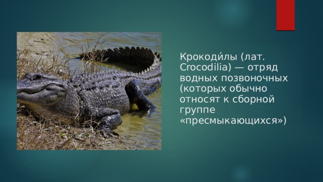 Крокоди́лы (лат. Crocodilia) — отряд водных позвоночных (которых обычно относят к сборной группе «пресмыкающихся») 