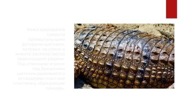 Кожа крокодилов покрыта прямоугольными роговыми щитками, которые на спине и животе располагаются правильными рядами. Под спинными и реже под брюшными щитками развиваются остеодермы (костные пластины), образующие панцирь. 