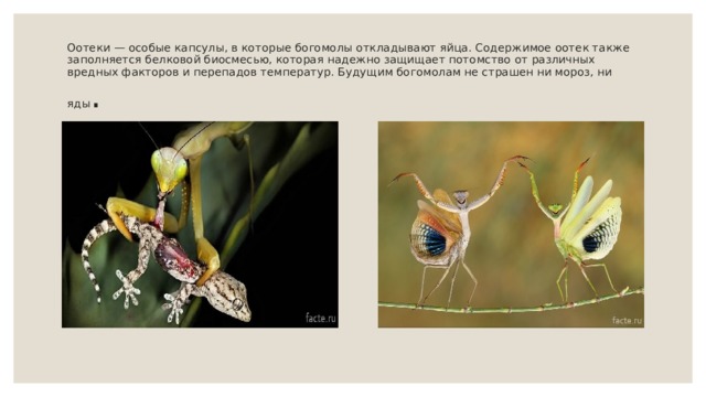 Оотеки — особые капсулы, в которые богомолы откладывают яйца. Содержимое оотек также заполняется белковой биосмесью, которая надежно защищает потомство от различных вредных факторов и перепадов температур. Будущим богомолам не страшен ни мороз, ни яды . 