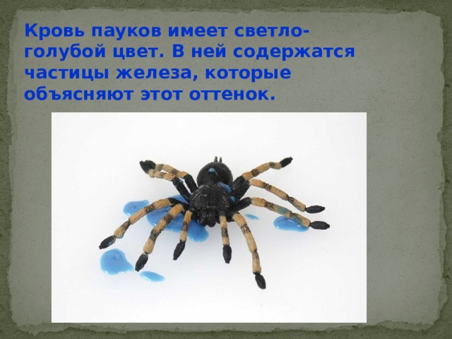Кровь пауков имеет светло-голубой цвет. В ней содержатся частицы железа, которые объясняют этот оттенок. 