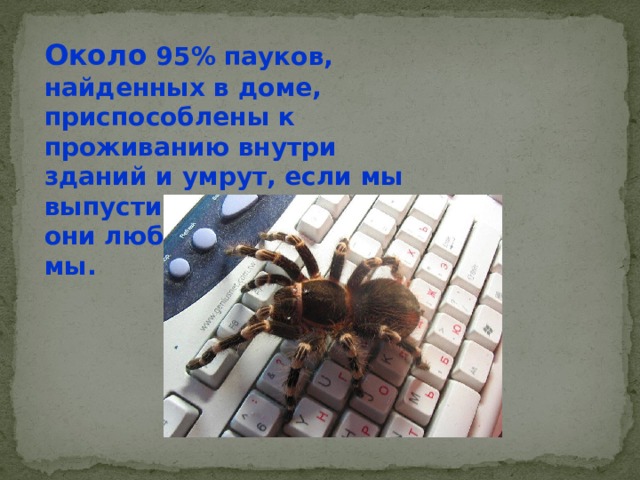 Около 95% пауков, найденных в доме, приспособлены к проживанию внутри зданий и умрут, если мы выпустим их наружи. Да, они любят удобство, как и мы. 