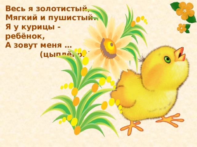 Весь я золотистый,  Мягкий и пушистый.  Я у курицы -  ребёнок,  А зовут меня …  (цыплёнок) 