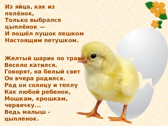 Из яйца, как из пелёнок, Только выбрался цыплёнок — И пошёл пушок пешком Настоящим петушком. Желтый шарик по траве Весело катился. Говорят, на белый свет Он вчера родился. Рад он солнцу и теплу Как любой ребенок, Мошкам, крошкам, червячку... Ведь малыш - цыпленок. 