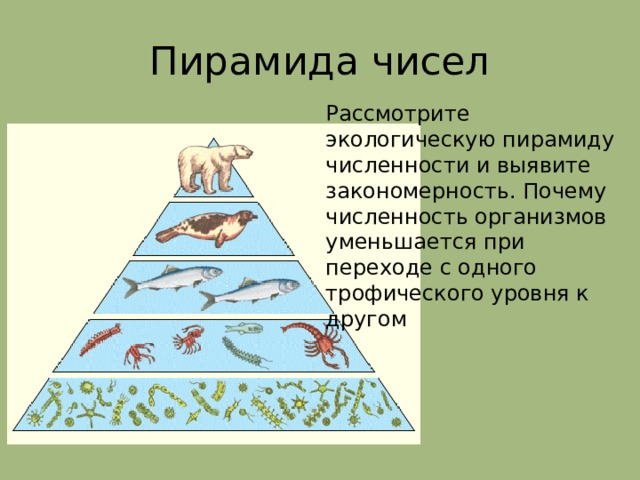 Пирамида чисел Рассмотрите экологическую пирамиду численности и выявите закономерность. Почему численность организмов уменьшается при переходе с одного трофического уровня к другом 