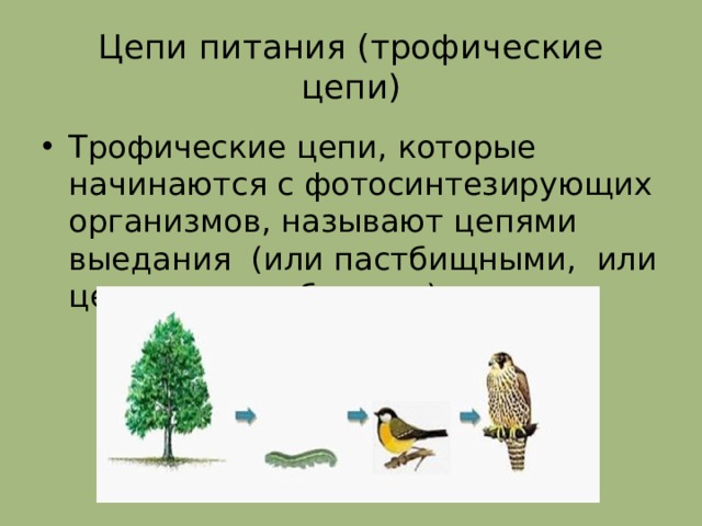 Цепи питания (трофические цепи) Трофические цепи, которые начинаются с фотосинтезирующих организмов, называют цепями выедания (или пастбищными, или цепями потребления ) 