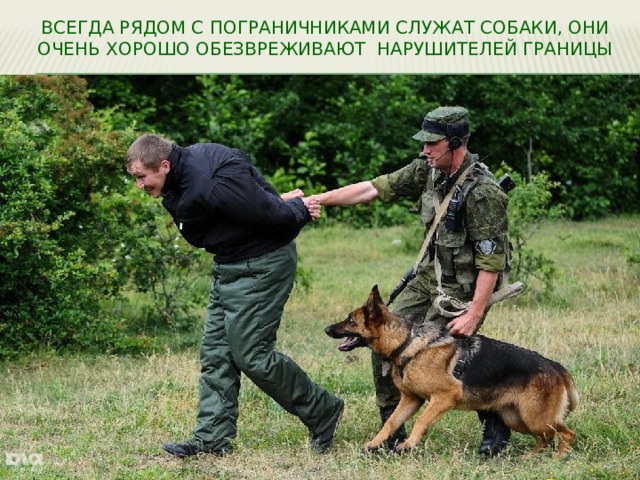Всегда рядом с пограничниками служат собаки, они очень хорошо обезвреживают нарушителей границы 