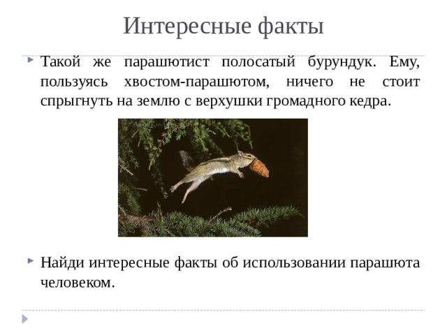 Интересные факты Такой же парашютист полосатый бурундук. Ему, пользуясь хвостом-парашютом, ничего не стоит спрыгнуть на землю с верхушки громадного кедра.       Найди интересные факты об использовании парашюта человеком. 