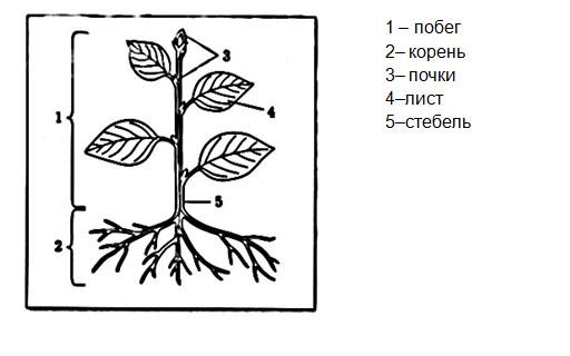 Строение растения рисунок с подписями
