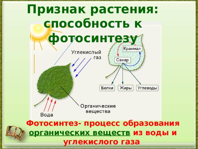 Признак растения: способность к фотосинтезу Фотосинтез- процесс образования органических веществ из воды и углекислого газа в хлоропластах на свету. 