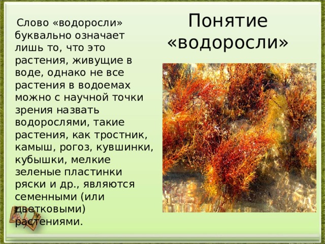 Понятие «водоросли»  Слово «водоросли» буквально означает лишь то, что это растения, живущие в воде, однако не все растения в водоемах можно с научной точки зрения назвать водорослями, такие растения, как тростник, камыш, рогоз, кувшинки, кубышки, мелкие зеленые пластинки ряски и др., являются семенными (или цветковыми) растениями. 