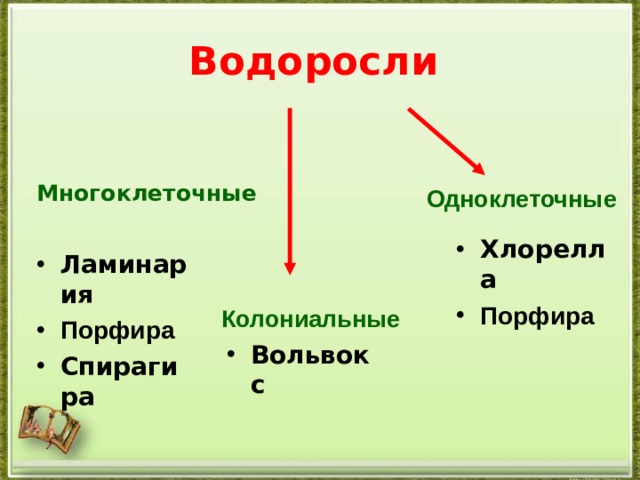 Водоросли Многоклеточные Одноклеточные Хлорелла Порфира Ламинария Порфира Спирагира Колониальные Вольвокс 