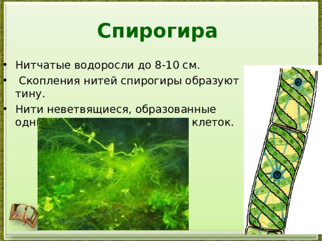 Спирогира Нитчатые водоросли до 8-10 см.  Скопления нитей спирогиры образуют тину. Нити неветвящиеся, образованные одним рядом цилиндрических клеток. 