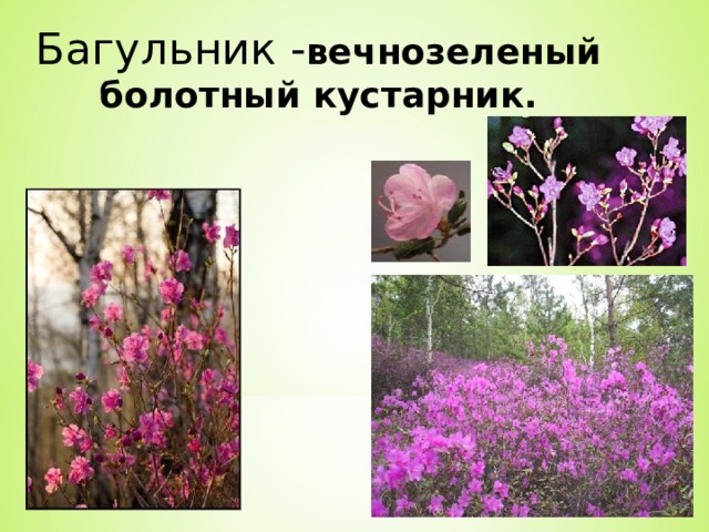 Багульник - вечнозеленый болотный кустарник.  