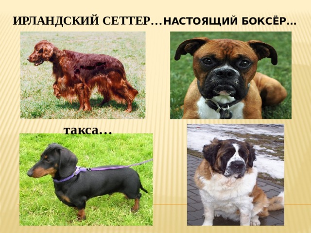 ирландский сеттер… настоящий боксёр…  такса…