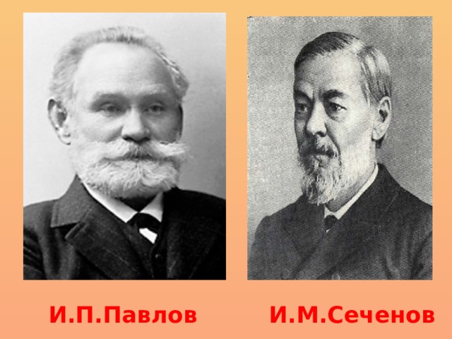 И.П.Павлов И.М.Сеченов