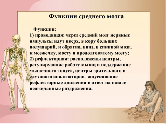 В общественных местах двери чаще всего открываются наружу с какой функцией среднего мозга это связано