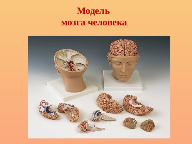 Модель мозга человека .