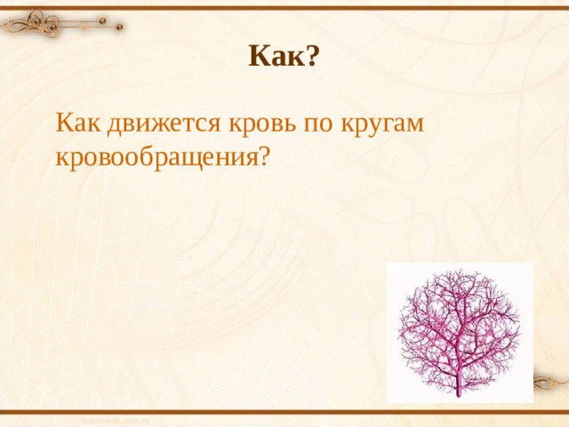 Презентация на тему движение крови по сосудам 8 класс