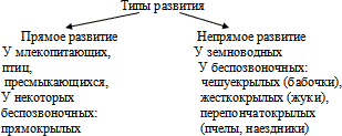 Предложите схему сравнения которая показывает чем прямое развитие отличается от непрямого расскажите