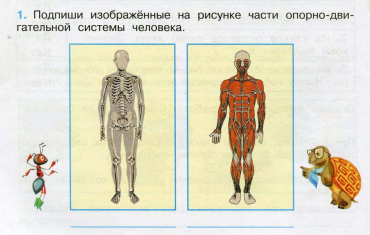 Внимательно рассмотри рисунок на котором изображена опорно двигательная система человека впр 4 класс