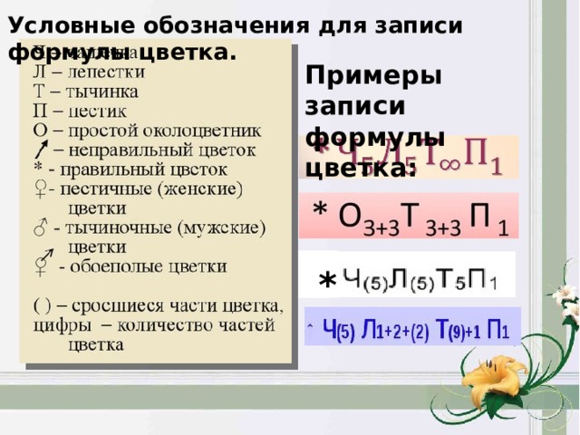 Используя обозначения приведенные в учебнике составьте формулы и диаграммы цветков изображенных