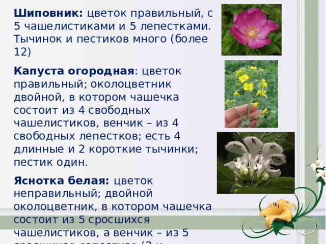 Шиповник: цветок правильный, с 5 чашелистиками и 5 лепестками. Тычинок и пестиков много (более 12)  Капуста огородная : цветок правильный; околоцветник двойной, в котором чашечка состоит из 4 свободных чашелистиков, венчик – из 4 свободных лепестков; есть 4 длинные и 2 короткие тычинки; пестик один.  Яснотка белая: цветок неправильный; двойной околоцветник, в котором чашечка состоит из 5 сросшихся чашелистиков, а венчик – из 5 сросшихся лепестков (2 и 3);тычинок 4, из которых 2 длинные и 2 короткие; пестик один. 