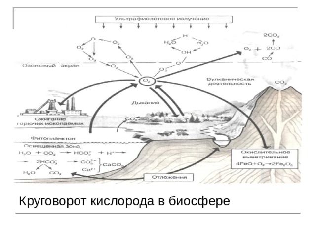 Круговорот кислорода в биосфере 