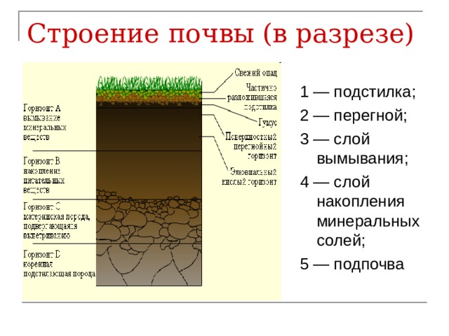 Строение почвы (в разрезе) 1 — подстилка; 2 — перегной; 3 — слой вымывания; 4 — слой накопления минеральных солей; 5 — подпочва 