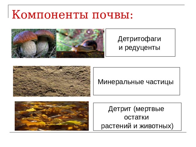 Компоненты почвы: Детритофаги и редуценты Минеральные частицы Детрит (мертвые остатки растений и животных) 