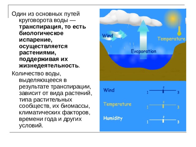 Один из основных путей круговорота воды — транспирация, то есть биологическое испарение, осуществляется растениями, поддерживая их жизнедеятельность . Количество воды, выделяющееся в результате транспирации, зависит от вида растений, типа растительных сообществ, их биомассы, климатических факторов, времени года и других условий. 