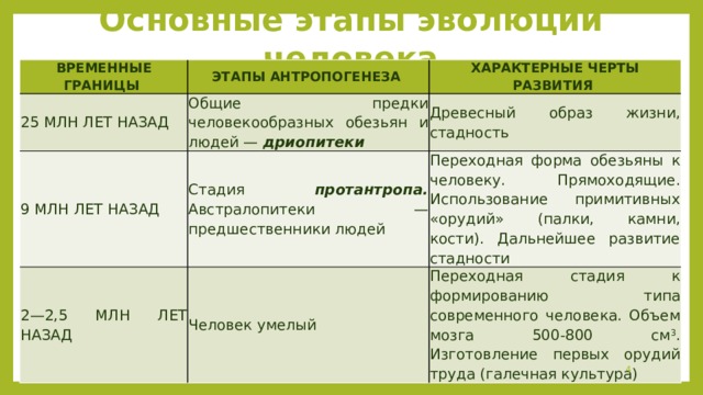 Этапы эволюции человека схема