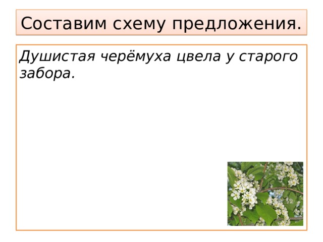 Цветет предложение. Предложение расцвела черёмуха. Душистый предложение. Весной цветет черемуха составить схему предложения. Черемуха схема.