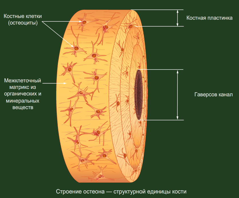 Солидное строение. Матрикс костной ткани. Костный Матрикс гистология ткань. Органический Матрикс костной ткани. Матрикс костной ткани это межклеточное вещество.