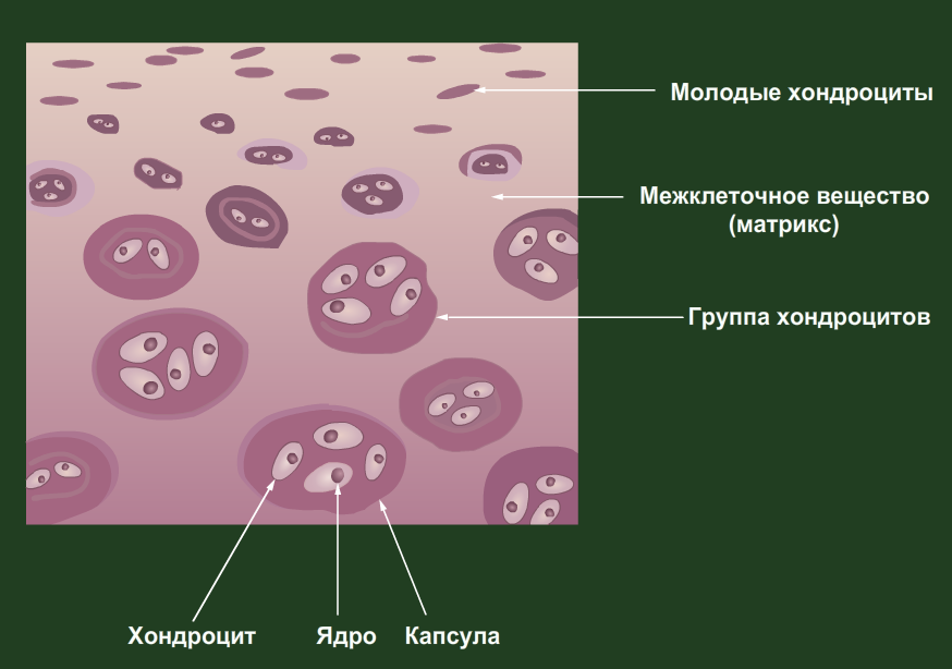 Межклеточное вещество тканей