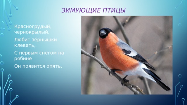 Зимующие птицы Красногрудый, чернокрылый, Любит зёрнышки клевать, С первым снегом на рябине Он появится опять.  
