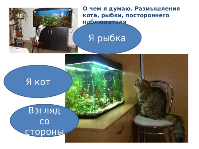 О чем я думаю. Размышления кота, рыбки, постороннего наблюдателя Я рыбка Я кот Взгляд со стороны 