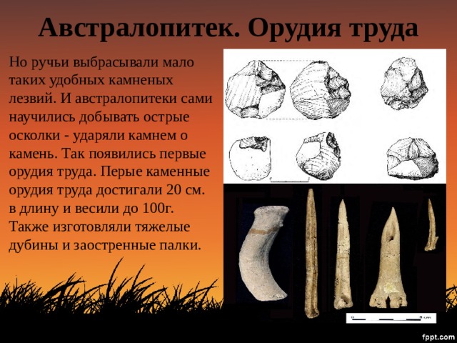 Австралопитек. Орудия труда Но ручьи выбрасывали мало таких удобных камненых лезвий. И австралопитеки сами научились добывать острые осколки - ударяли камнем о камень. Так появились первые орудия труда. Перые каменные орудия труда достигали 20 см. в длину и весили до 100г. Также изготовляли тяжелые дубины и заостренные палки. 