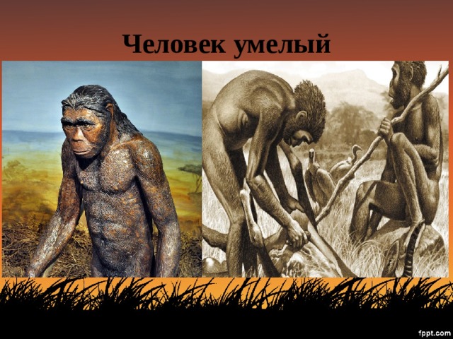 Homo habilis человек. Человек хомо хабилис. Homo habilis Эволюция. Человек умелый homo habilis. 2. Человек умелый (homo habilis).