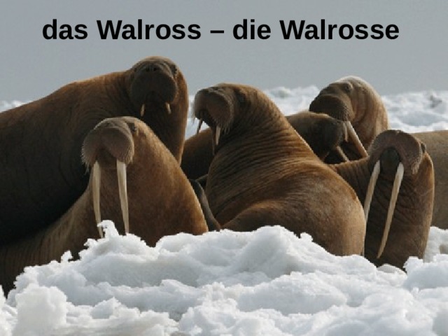 das Walross – die Walrosse 