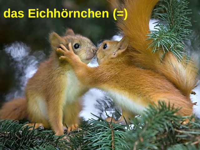 das Eichhörnchen (=) 