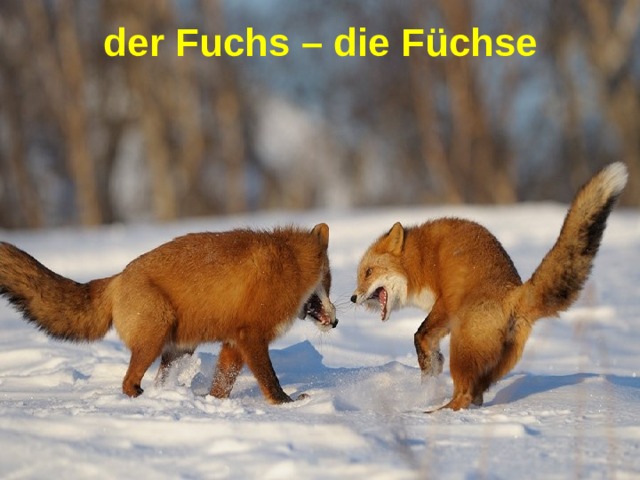 der Fuchs – die Füchse 