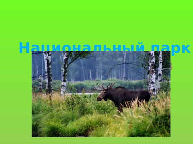 Национальный парк Лосиный остров 