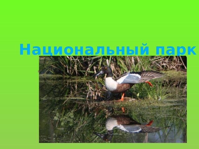 Национальный парк Лосиный остров 