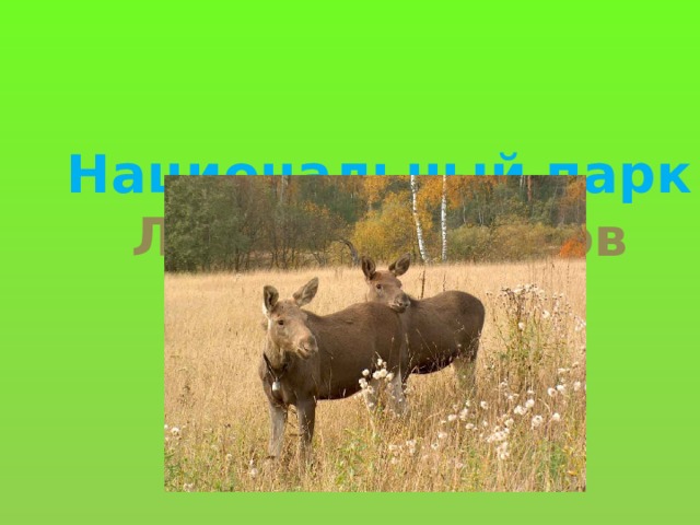 Национальный парк Лосиный остров 