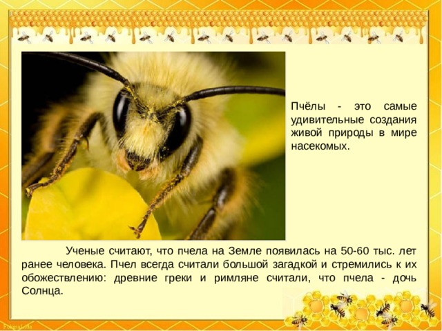 Пчёлы - это самые удивительные создания живой природы в мире насекомых.  Ученые считают, что пчела на Земле появилась на 50-60 тыс. лет ранее человека. Пчел всегда считали большой загадкой и стремились к их обожествлению: древние греки и римляне считали, что пчела - дочь Солнца. 