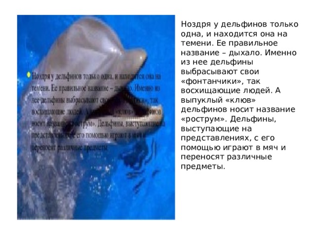 Ноздря у дельфинов только одна, и находится она на темени. Ее правильное название – дыхало. Именно из нее дельфины выбрасывают свои «фонтанчики», так восхищающие людей. А выпуклый «клюв» дельфинов носит название «рострум». Дельфины, выступающие на представлениях, с его помощью играют в мяч и переносят различные предметы. 