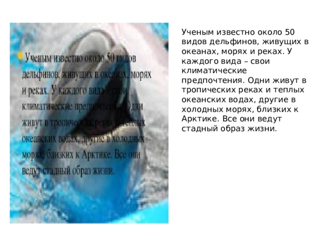 Ученым известно около 50 видов дельфинов, живущих в океанах, морях и реках. У каждого вида – свои климатические предпочтения. Одни живут в тропических реках и теплых океанских водах, другие в холодных морях, близких к Арктике. Все они ведут стадный образ жизни. 