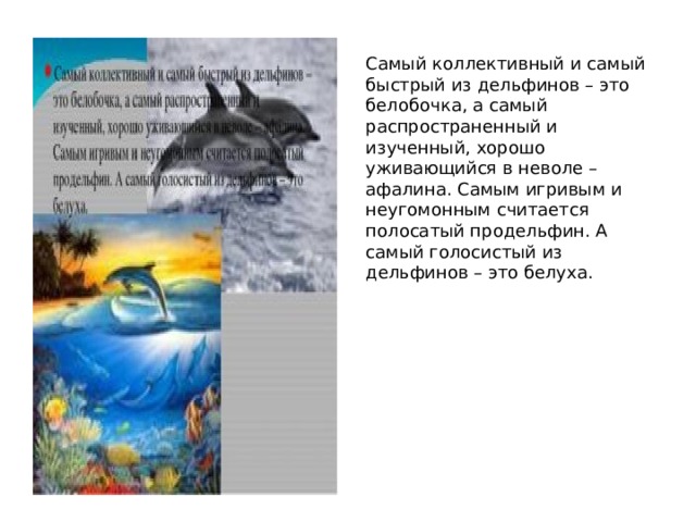 Самый коллективный и самый быстрый из дельфинов – это белобочка, а самый распространенный и изученный, хорошо уживающийся в неволе – афалина. Самым игривым и неугомонным считается полосатый продельфин. А самый голосистый из дельфинов – это белуха. 